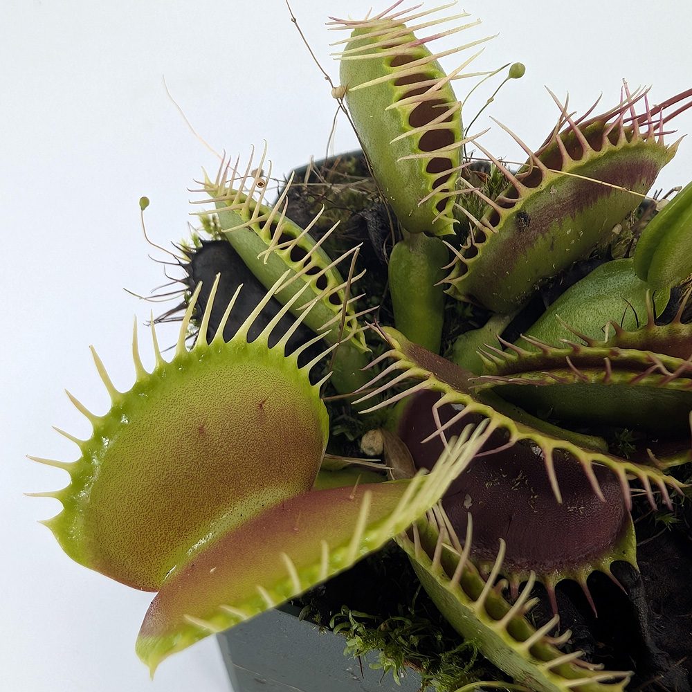 Dionaea muscipula 'B-52' - Leg & Leaf