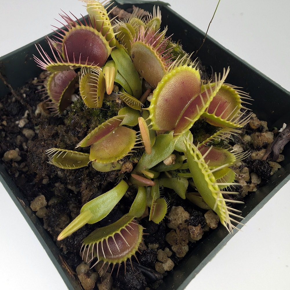 Dionaea muscipula 'Purple Ambush' - Leg & Leaf
